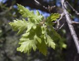 род Quercus. Верхушка веточки. Испания, автономное сообщество Каталония, провинция Жирона, комарка Ла-Гарроча, муниципалитет Ла-Валь-де-Бианья, подр-н (субкомарка) Л’Альта-Гарроча, окр. дер. Sant Salvador de Bianya, 643 м н.у.м., средняя часть склона зап. экспозиции, дубовый (Quercus ilex) лес. 12.04.2024.