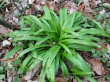 Galanthus woronowii