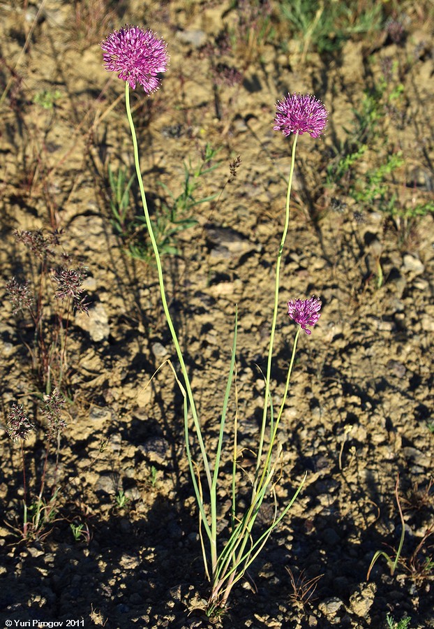 Image of Allium caricifolium specimen.