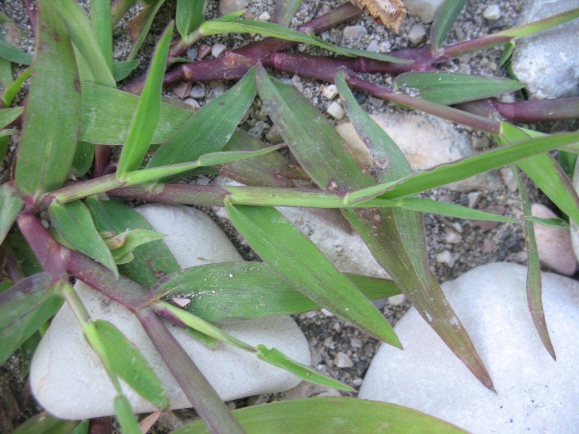 Изображение особи Digitaria asiatica.