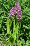 Dactylorhiza incarnata