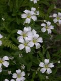 Cerastium polymorphum. Цветки. Кабардино-Балкария, Зольский р-н, долина Джилы-Су. 27.07.2012.