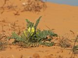 Astragalus longipetalus. Расцветающее растение на песках. Калмыкия, Черноземельский р-н. 29.04.2012.