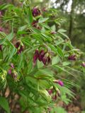 Lathyrus vernus