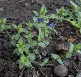 Anagallis arvensis