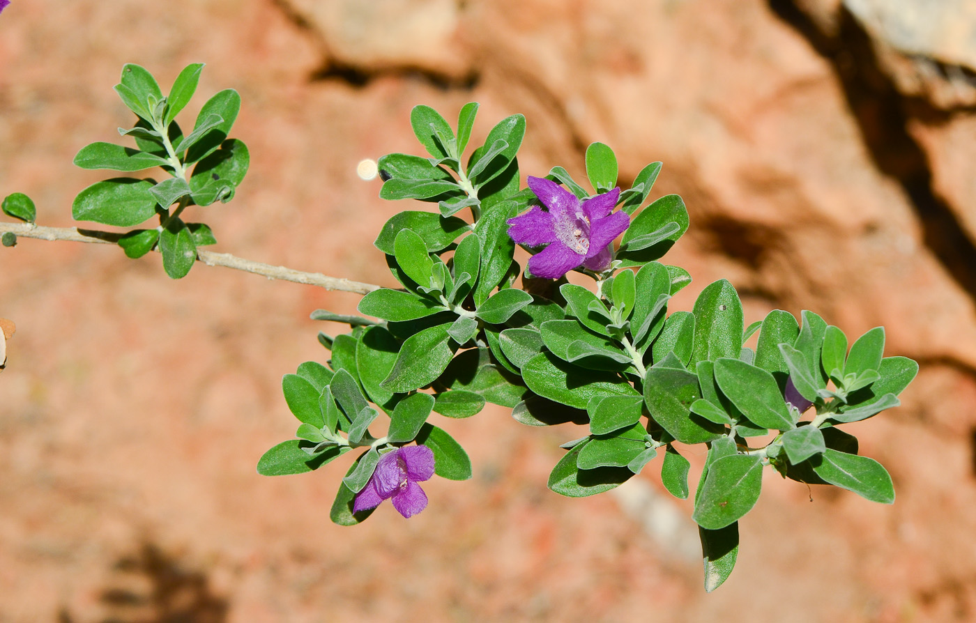 Изображение особи Leucophyllum frutescens.