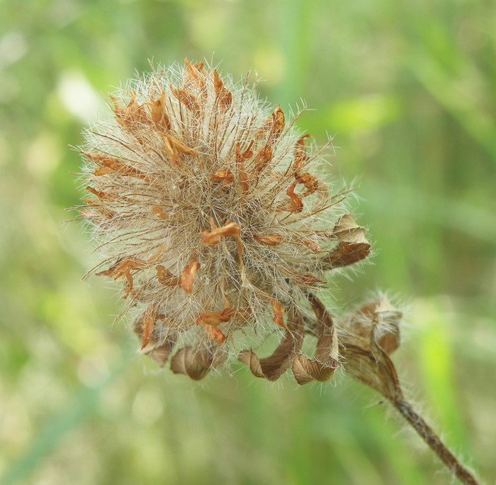 Изображение особи Trifolium diffusum.