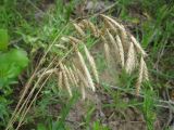 Bromus squarrosus