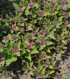 Chenopodium giganteum