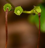 Clerodendrum inerme