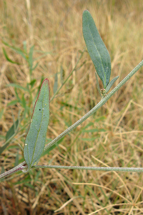 Image of Atriplex oblongifolia specimen.