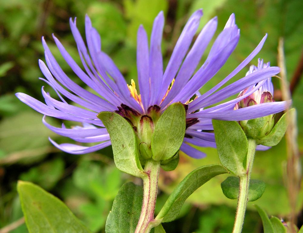 Image of Aster maackii specimen.