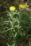 Inula ensifolia. Цветущее растение. Крым, хвойный лес в окр. Ялты. 28 июня 2009 г.