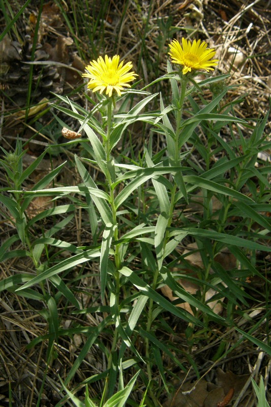 Image of Inula ensifolia specimen.