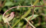 Phygelius capensis. Верхушка побега с невызревшим плодом. Германия, г. Essen, Grugapark. 29.09.2013.