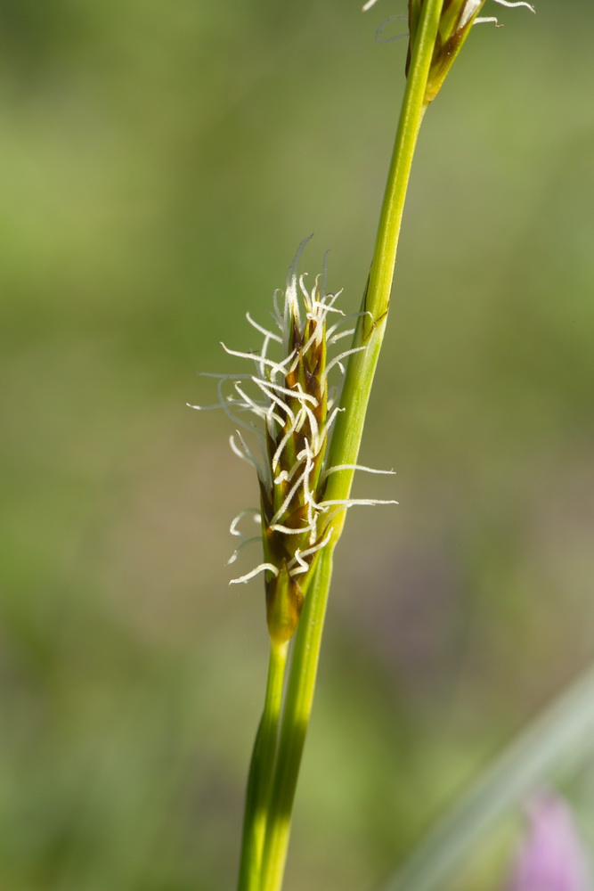 Изображение особи Carex brevicollis.