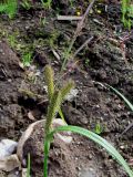 Carex rhynchophysa