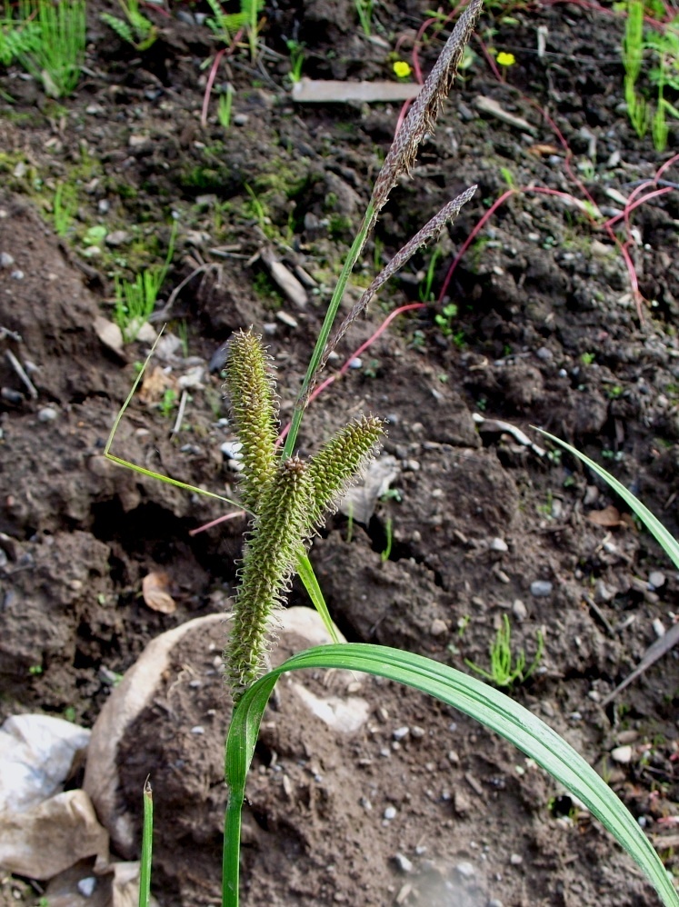 Изображение особи Carex rhynchophysa.