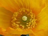 Papaver cambricum. Внутренняя часть цветка (гинецей и андроцей; оранжевоцветковый культивар). Нидерланды, Гронинген, на обочине дороги, одичавшее из культуры. 28 мая 2006 г.