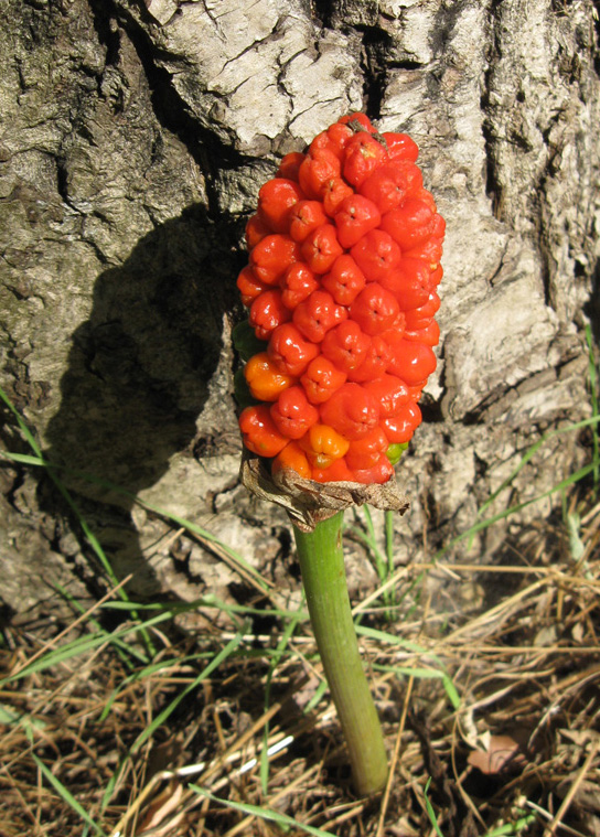 Изображение особи Arum elongatum.