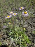 Aster serpentimontanus. Цветущее растение. Республика Бурятия, Баунтовский эвенкийский р-н, окр. пос. Северный, долина р. Мал. Амалат близ пионерлагеря, сухой луг. 15.07.2013.