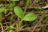 Veronica officinalis