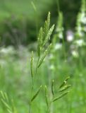 Brachypodium pinnatum