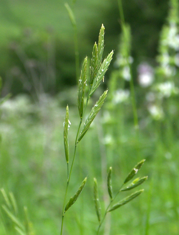 Изображение особи Brachypodium pinnatum.