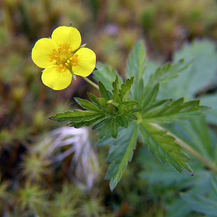 Изображение особи Potentilla erecta.