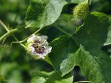 Passiflora foetida. Часть побега с цветком и бутоном. Андаманские острова, остров Нил, опушка влажного тропического леса. 04.01.2015.