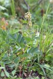 Astragalus frigidus. Цветущее растение. Кольский п-ов, Хибины, влажный берег р. Кунийок. 29.07.2015.