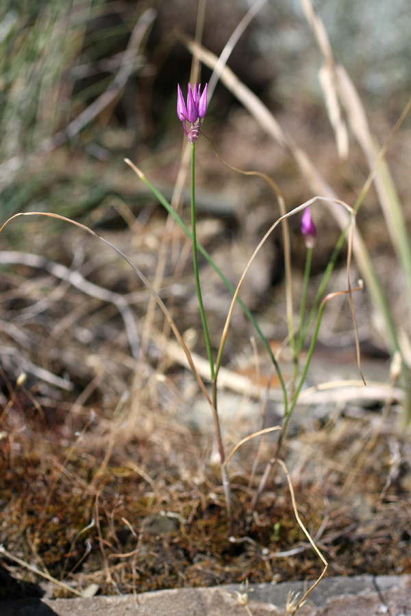 Изображение особи Allium barsczewskii.