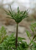 Daucus carota. Верхушка побега с формирующимся соцветием. Если выделять Daucus carota ssp. maritimus (Lam.) Batt., то растение относится к этой расе. Италия, окр. Рима, дюны на побережье Тирренского моря. 09.04.2016.