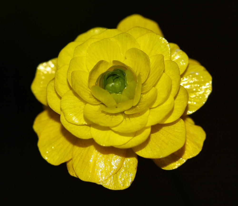 Изображение особи Ranunculus japonicus.