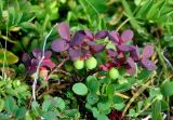 Vaccinium uliginosum. Растение с незрелыми плодами и листьями в осенней окраске. Исландия, национальный парк Ватнайокюдль (южная часть), окр. ледника Скафтафельсйокюдль, заросли кустарничков в мохово-лишайниковой тундре. 04.08.2016.