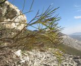 Peucedanum tauricum. Листья. Краснодарский край, м/о г. Новороссийск, пер. Маркотх, скальное обнажение. 22.10.2016.