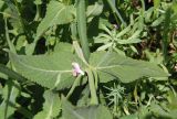 Salvia tesquicola