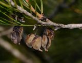 Grevillea hodgei