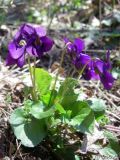 Viola odorata