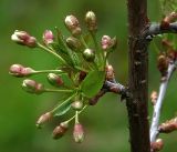 Cerasus vulgaris