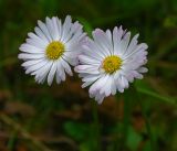 Bellis perennis