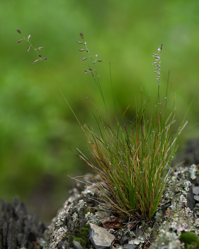 Изображение особи Festuca ovina.