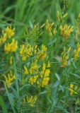 Genista tinctoria. Побеги с цветками и незрелыми плодами. Башкирия, Бурзянский р-н, заповедник Шульган-Таш. 15.07.2008.