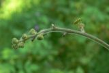 Aconitum septentrionale