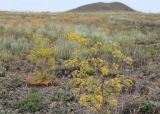 Ferula caspica