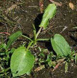 Alisma plantago-aquatica