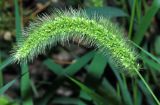 Setaria viridis