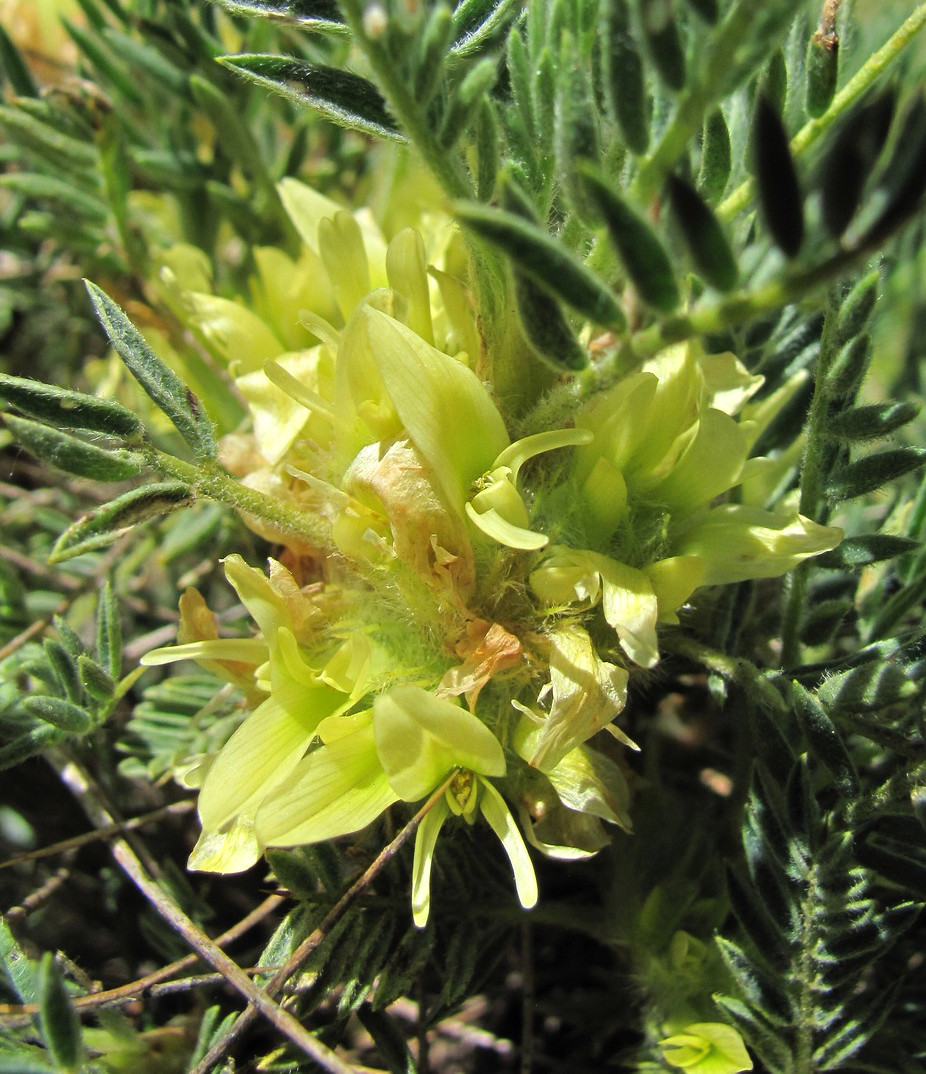 Изображение особи Astragalus aureus.