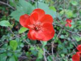 Chaenomeles speciosa. Цветок с увеличенным количеством лепестков. Краснодарский край, г. Тихорецк, в озеленении. 13.05.2018.