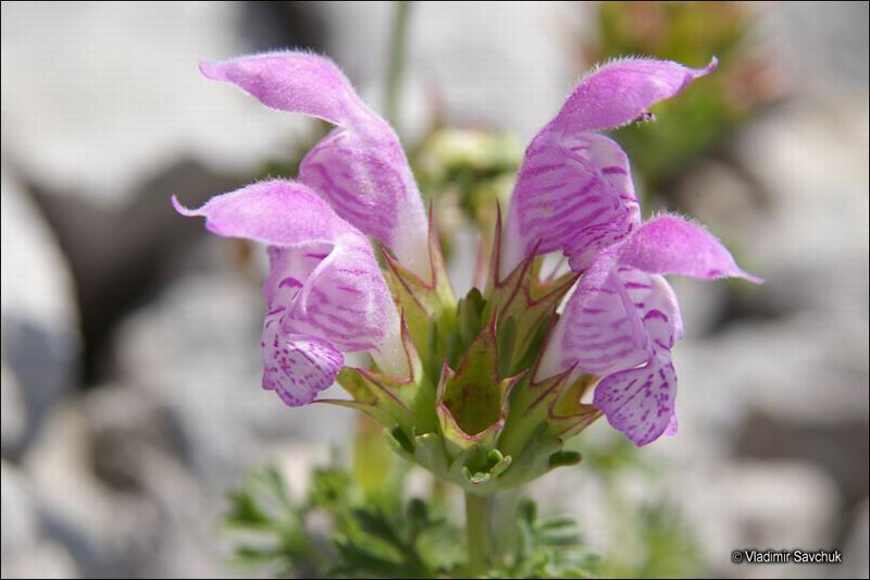 Изображение особи Lamium glaberrimum.